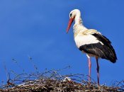 Иллюстративное фото