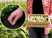 Огурцы - это теплолюбивая культура, поэтому с высадкой не стоит спешить