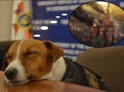 Сміттєві пакети без ручок тепер називаються "руські": найкращі приколи та меми на злобу дня