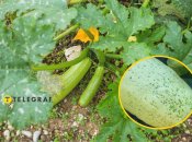 Вірусна мозаїка на кабачках