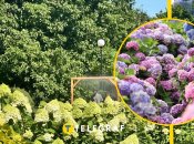 Гортензії в Києві