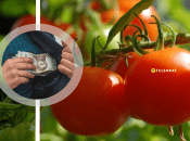 Заробіток на помідорах