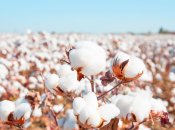 В Украине могут появиться хлопковые плантации