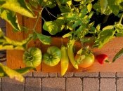 Що можна садити на грядці поруч із помідорами