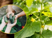 Чем подкормить огурцы в июле