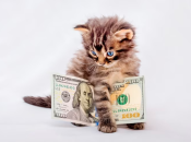 Львы и Весы в марте 2023 года будут при деньгах