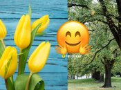 Тюльпанове дерево