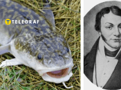 Коллаж "Телеграф"