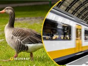 В киевском метро появилась гусыня