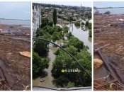 Собаку из Херсонщины прибыло к берегам Одессы