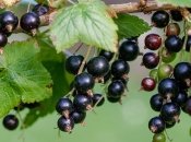 Чим обробити кущі смородини восени