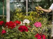 Герань весной вновь порадует глаз