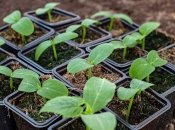 Выращивание рассады огурцов