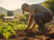 Приметы позволят вам лучше понят свои растения