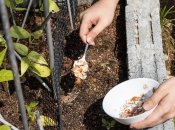 Измельченная яичная скорлупа отлично подходит для огорода
