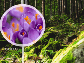 Карпати, крокуси