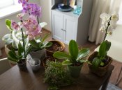 У догляді за орхідей використовуйте олію чайного дерева