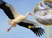 Зіркове подружжя лелек — Грицик та Одарка