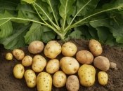 Чтобы иметь большой урожай картофеля, следует знать некоторые секреты (изображение создано с помощью ИИ)