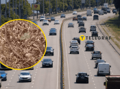 Посреди шоссе женщина нашла редкого сарматского полоза