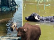 Колаж "Телеграфу"