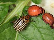 Жуки могут уничтожить растение и урожай