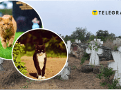 Могила кота в Одессе удивила сеть