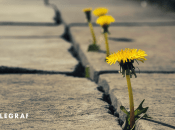 Сорняки – ожесточенный враг всех дачников