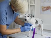 В Украине запустили большую платформу по поиску животных для донорства