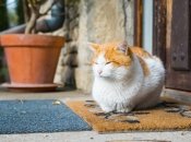 Финансовый расклад неутешителен для Раков, Львов, Весов, Скорпионов и Стрельцов