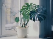 Подоконник можно отмыть просто водой, однако в нее нужно добавить уксус