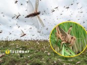 Сарана в Україні