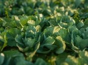 Коли прибирати капусту восени