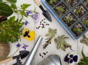 Даже многолетние цветы можно ырастить из рассады