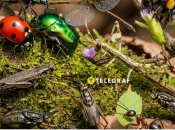 В Украине исчезает одно из насекомых