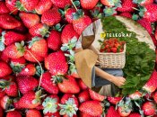 Зробіть із полуницею одну процедуру