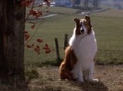 Та самая знаменитая киношная Лесси