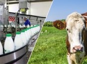 Українська влада помітила кризу в молочній галузі