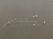 Рибалки на дуже тонкій кризі