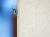 Народні прикмети про павуків