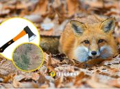 Лисиця забрала з поля сокиру