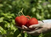 Використання підгодівлі допомагає значно покращити якість урожаю помідорів