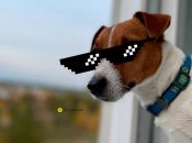 Пес Патрон на новій хвилі популярності в Україні