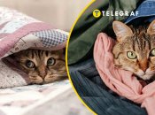 Кошка прячется в одежде