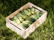 Недосвідчені дачники припускаються багато помилок