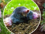 Как отогнать кротов с огорода - лайфхак