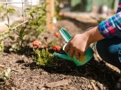 Як і навіщо використовувати аспірин для рослин – лайфхак