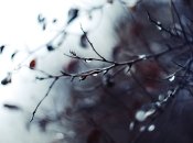 Три дня тепла