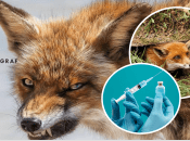 У Львові побільшало лисиць