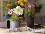 Зимой за домашними цветами нужно ухаживать по-особенному